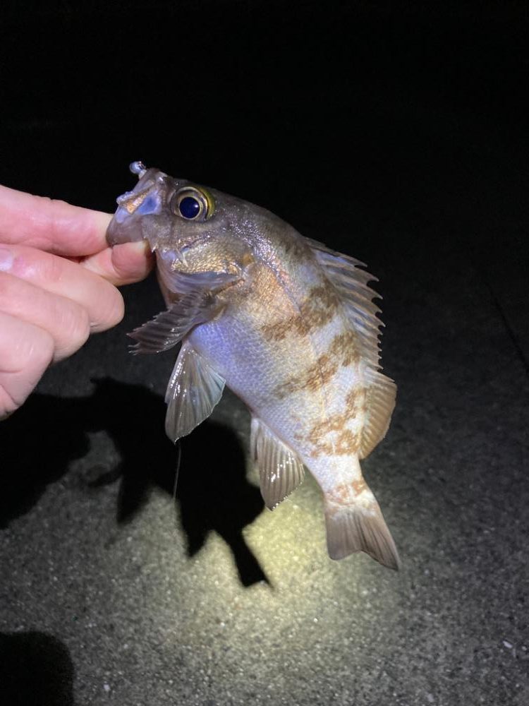 豆アジからのメバル