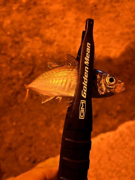 繊細なアジング