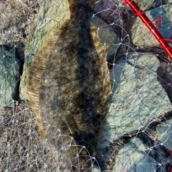 フラットフィッシュ