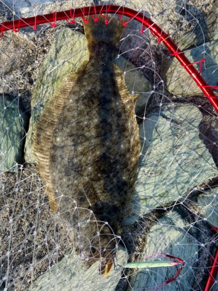 フラットフィッシュ