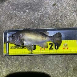 エギングからのメバリング