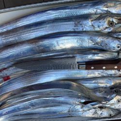 明石海峡　タチウオ好調