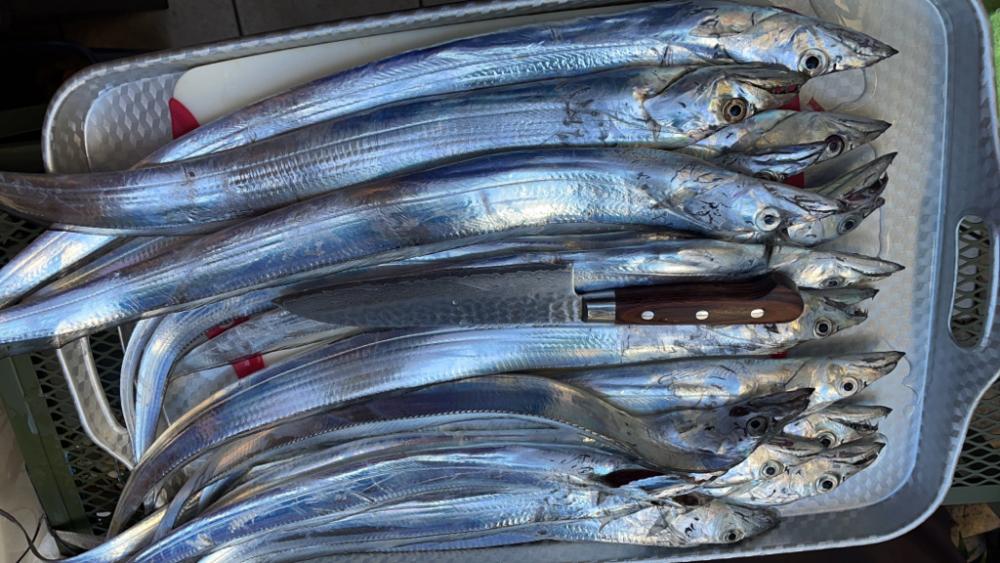 明石海峡　タチウオ好調