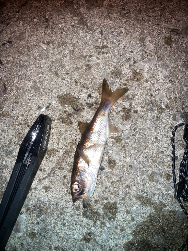 エギング不発後アジング