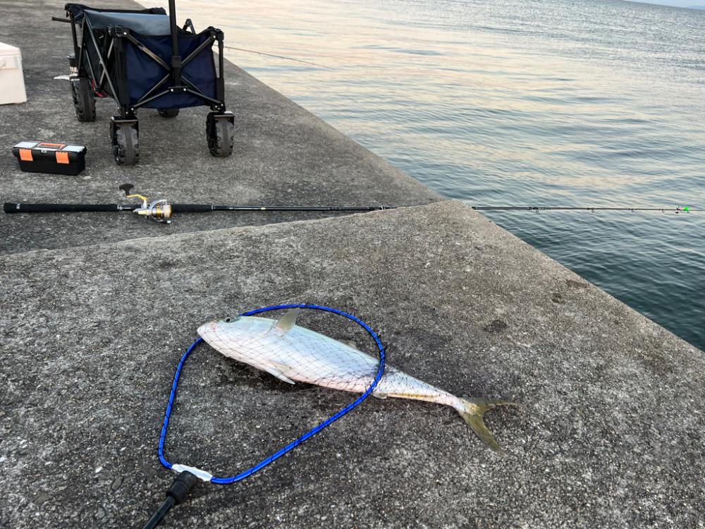 帰ろうとしたその時、ウグイがメジロに変身！！