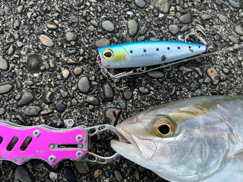 まだまだ活性高い〜