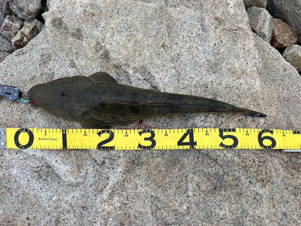 コノシロはまだ入ってなさそう