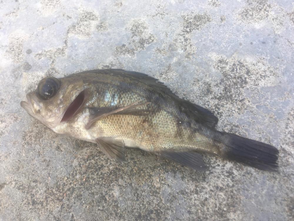 心残りの日本海