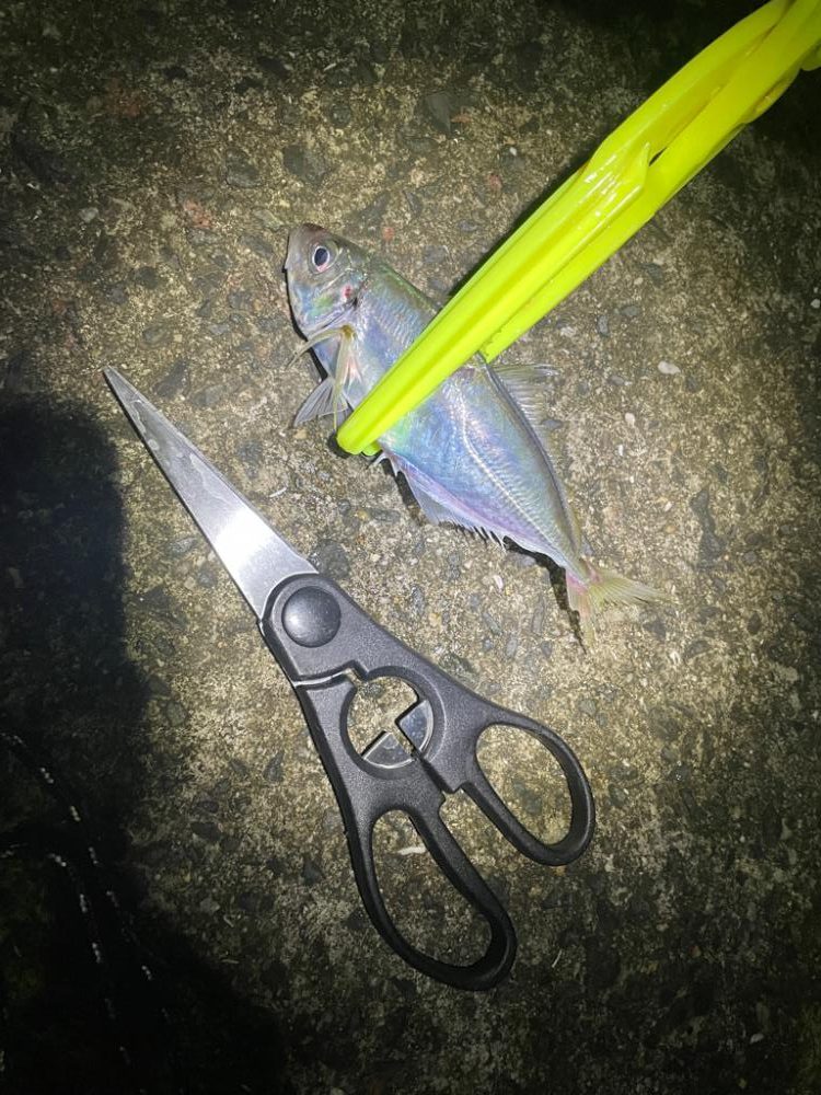 強風の中アジング