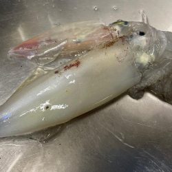 今季5杯目キロアップゲット