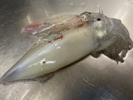 今季5杯目キロアップゲット