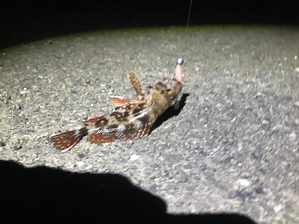 ヤエン釣りの合間