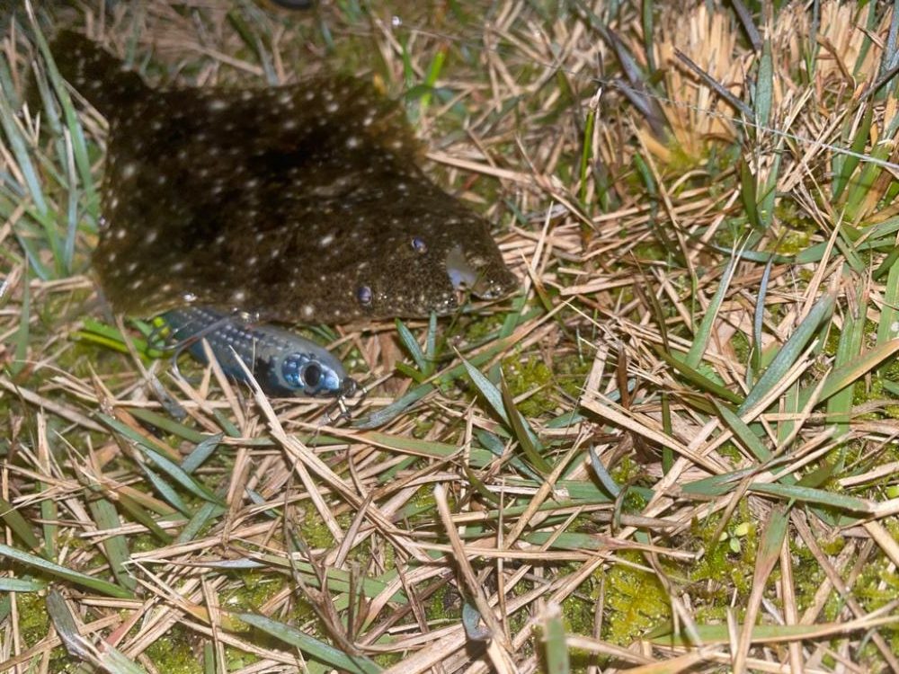 シーバス不調で子ヒラメ