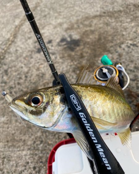 久しぶりの投稿ス