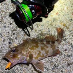 ライトロックフィッシュでガシラ