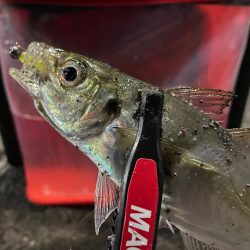 高松アジング！