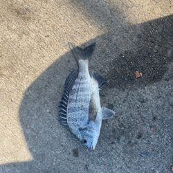 波止フカセでチヌ狙い