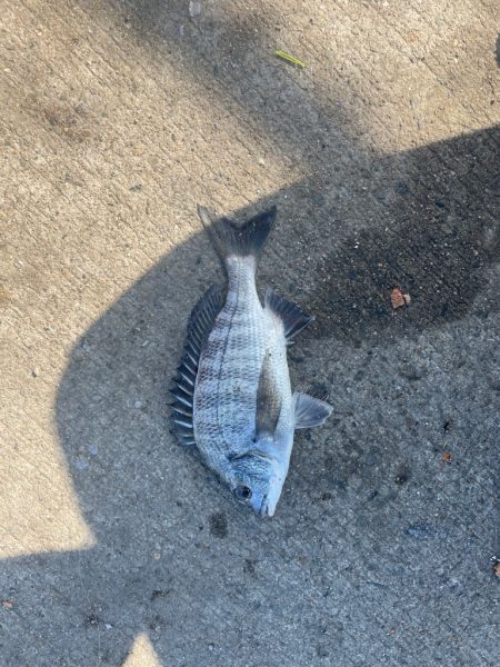 波止フカセでチヌ狙い