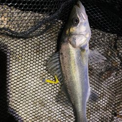 ライトゲームでシーバス