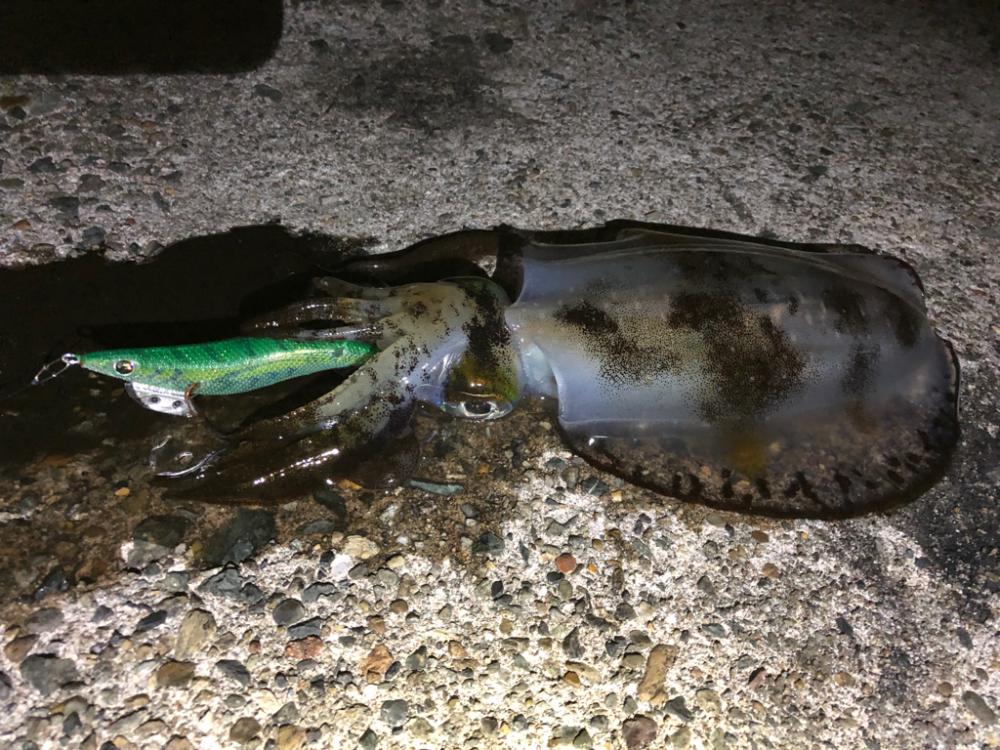 【伊根〜京丹後】川の流れのように