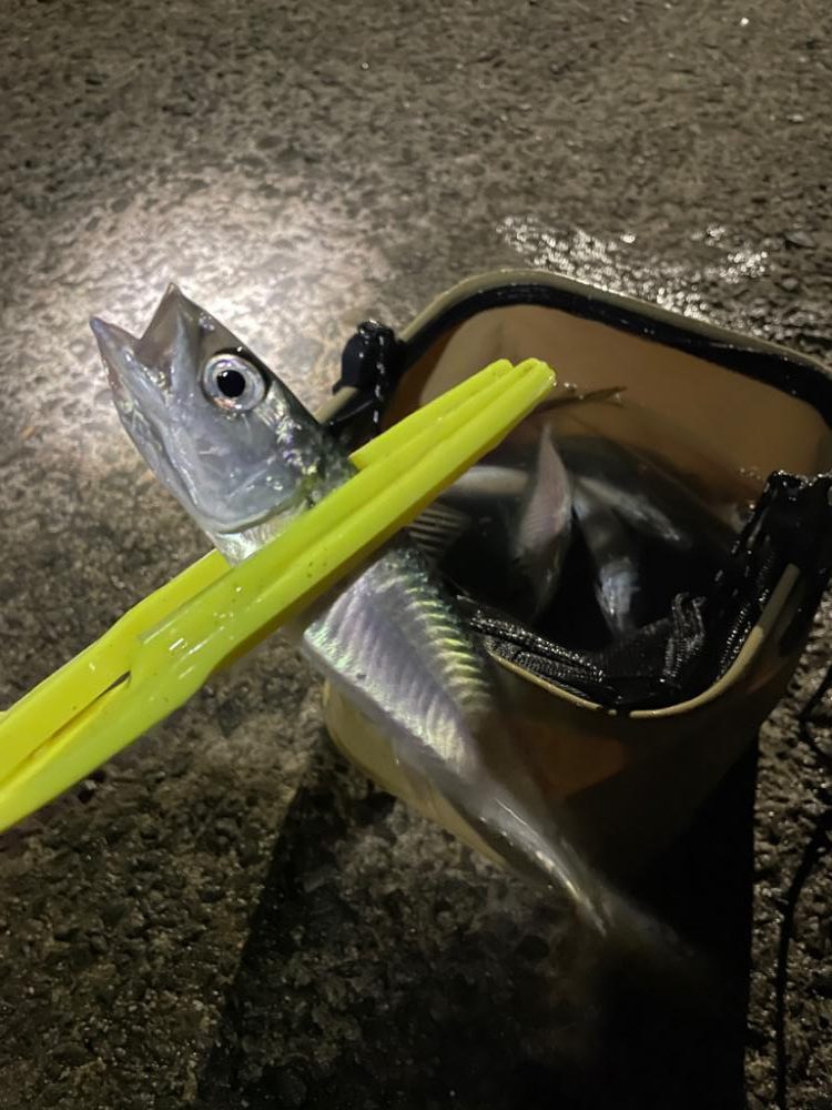 小雨のアジング