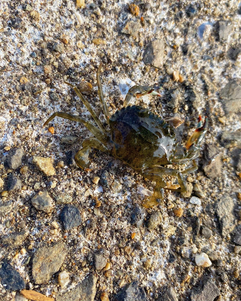 エソパラダイス