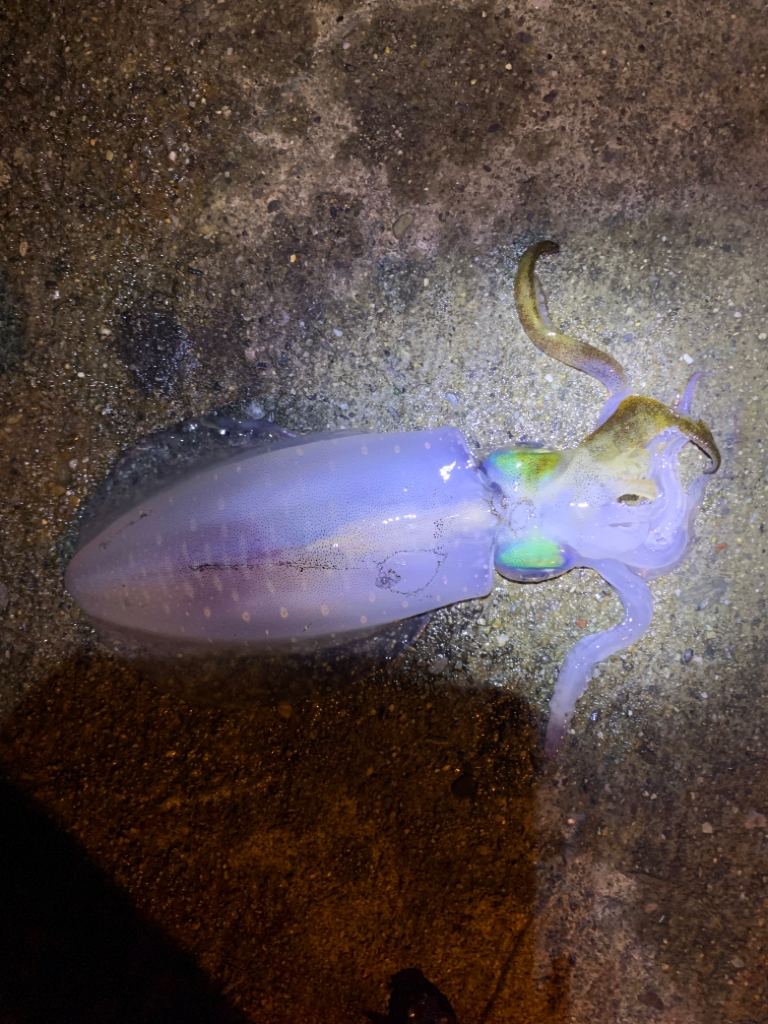 アオリイカ釣り