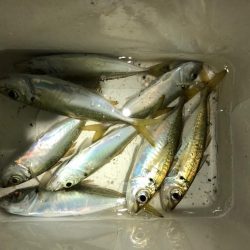 渋くてもやめられないアジング