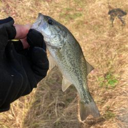 水温は下がってもバスは元気