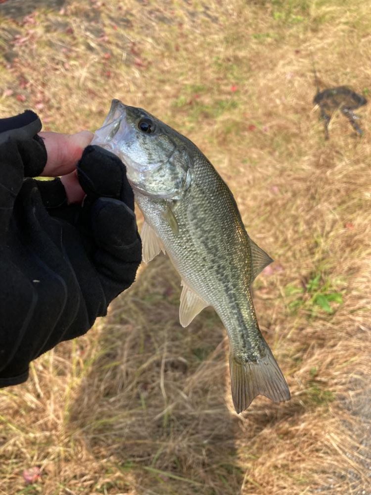 水温は下がってもバスは元気