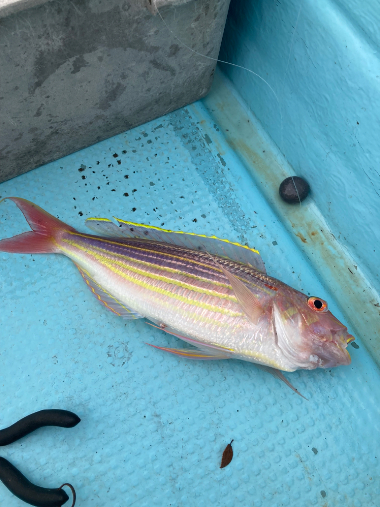タイラバ五目でアカハタ