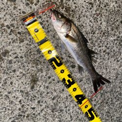 小さいアタリで掛かると強い引き