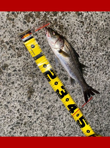 小さいアタリで掛かると強い引き