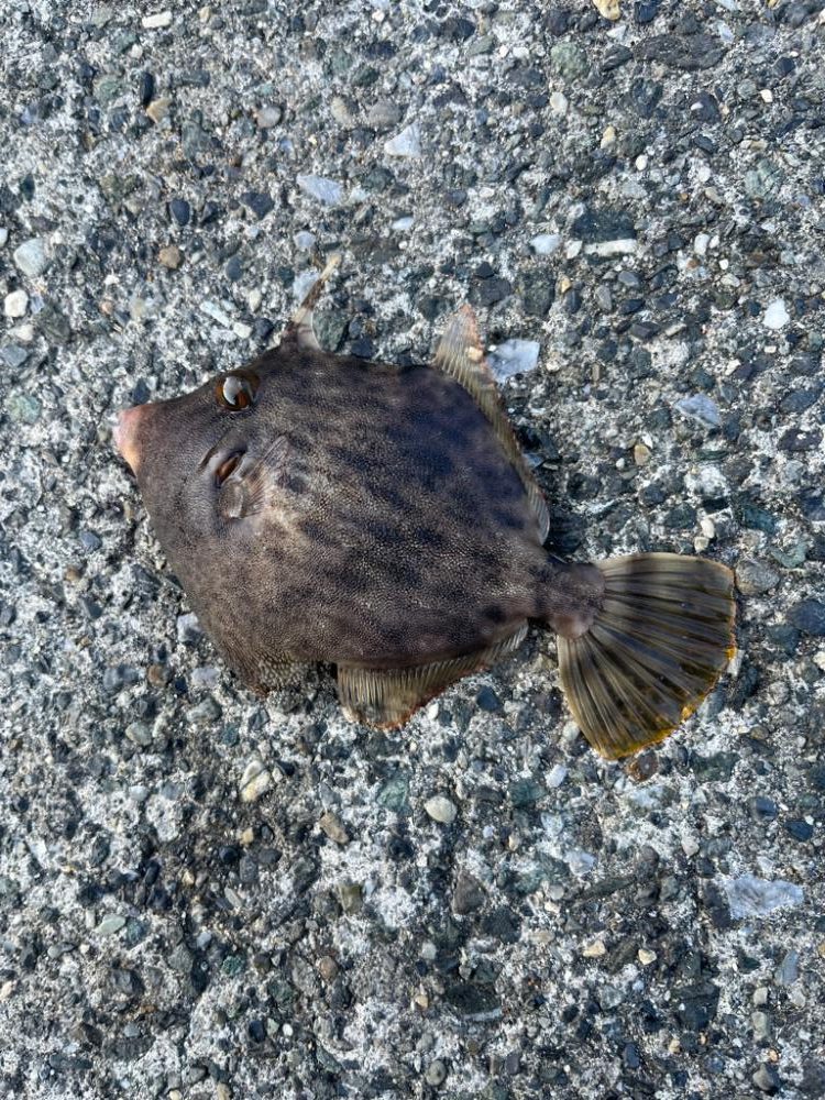 福井ライトゲーム