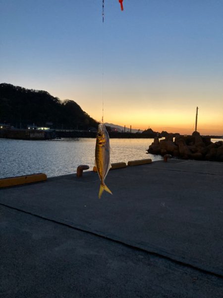 大鯵リベンジならず