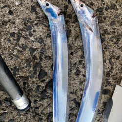 タチウオとついでにカワハギ