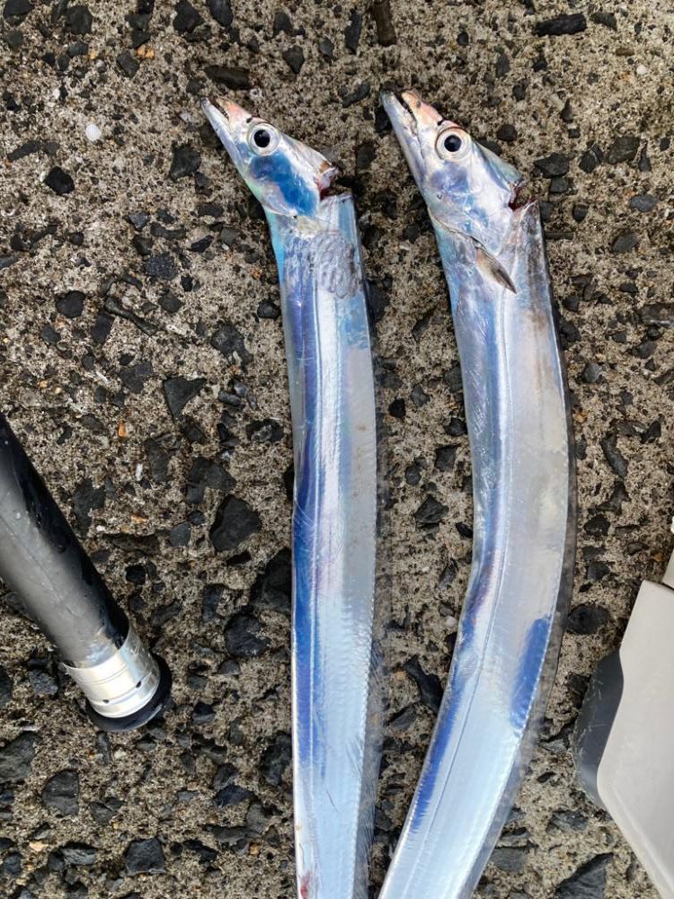 タチウオとついでにカワハギ