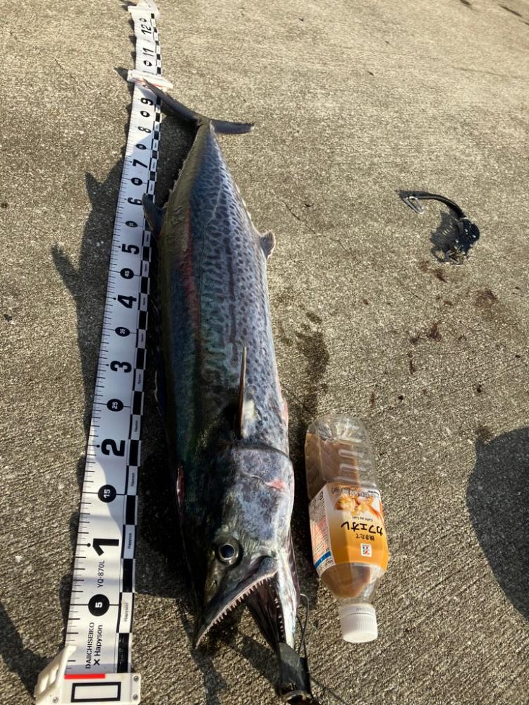 ショアビッグサワラ