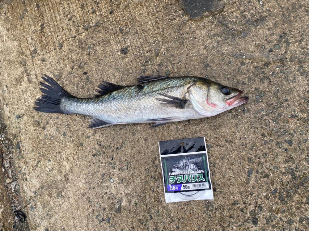 結果、大きい手ごたえ無く