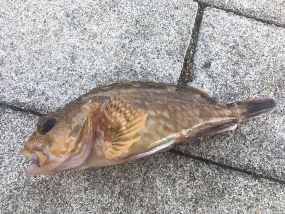 青物狙いと五目釣り