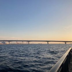 短い時合いでサゴシ君