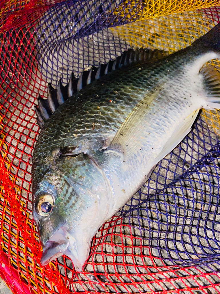 ヘチってきました