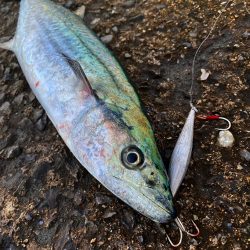 サゴシ&エソ祭り