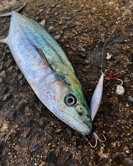 サゴシ&エソ祭り