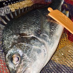 ヘチってきました