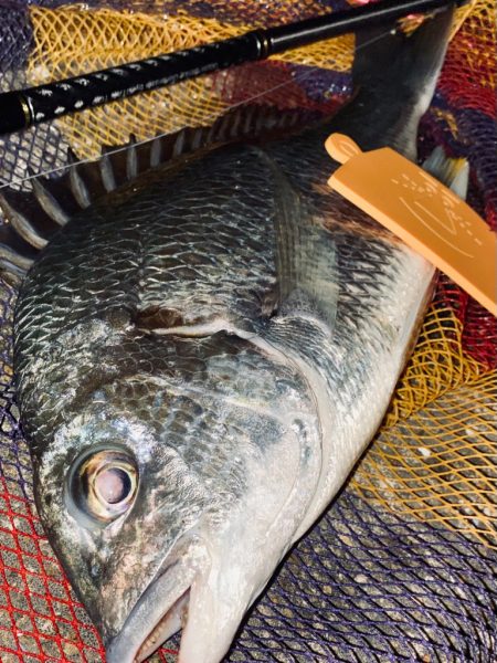 ヘチってきました