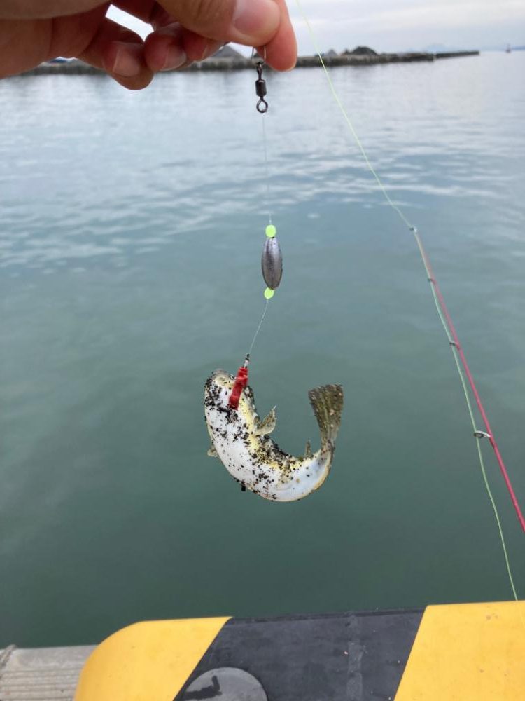 念願の鱒レンデビュー