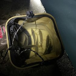 早朝からサビキ釣り