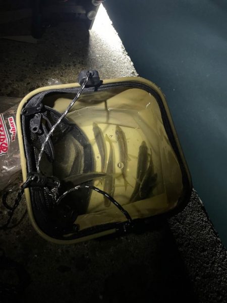 早朝からサビキ釣り