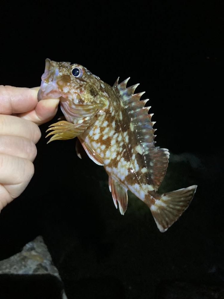 楽しいライトゲーム